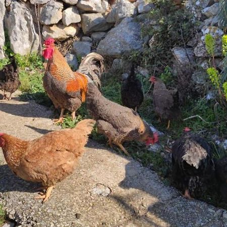 Kelk Loznati Διαμέρισμα Εξωτερικό φωτογραφία