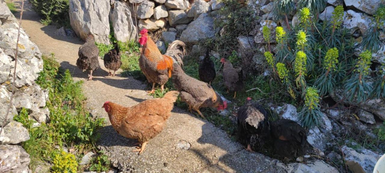 Kelk Loznati Διαμέρισμα Εξωτερικό φωτογραφία